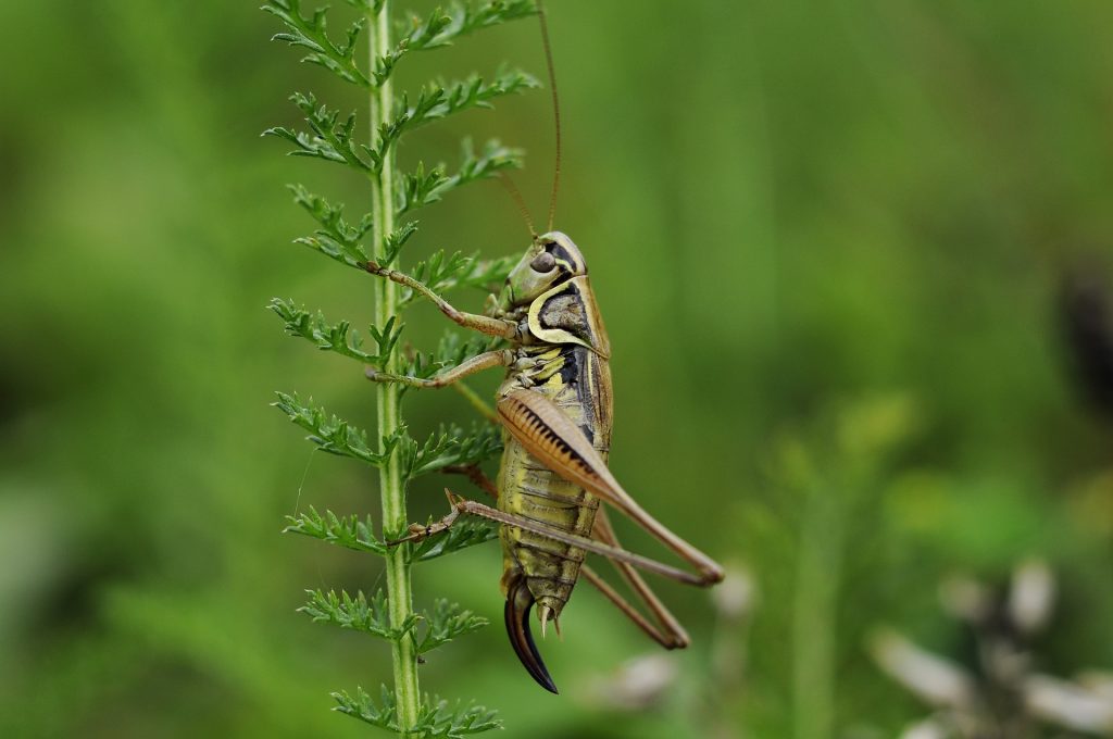 3 reasons to add insects to your diet