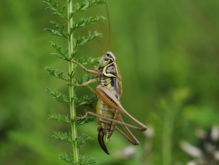 3 raisons d’intégrer les insectes à votre répertoire alimentaire