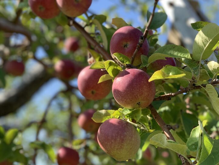 RDS: Une pomme par jour éloigne le médecin pour toujours?