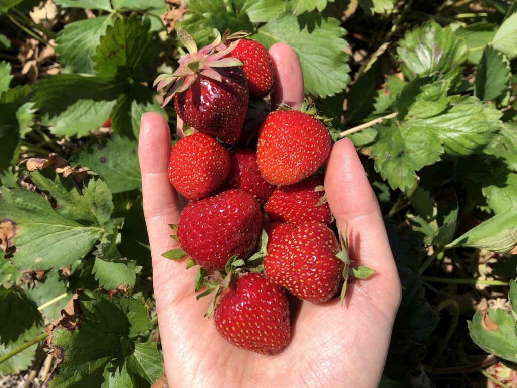 Manger local: pour vous, pour l’environnement, pour les autres